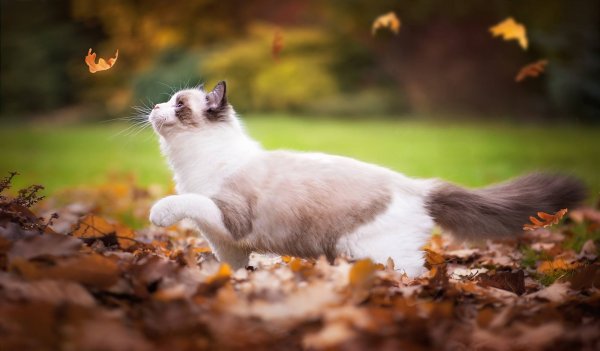 Коты путешественники
