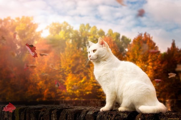 Коты на природе