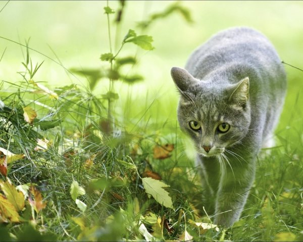 Кошка в лесу