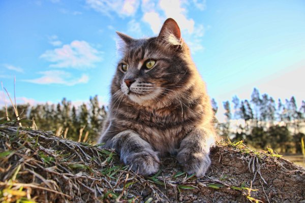 Черный кот на природе