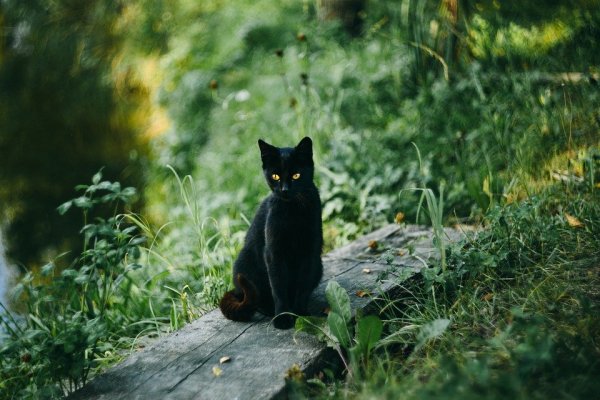 Кошка лежит