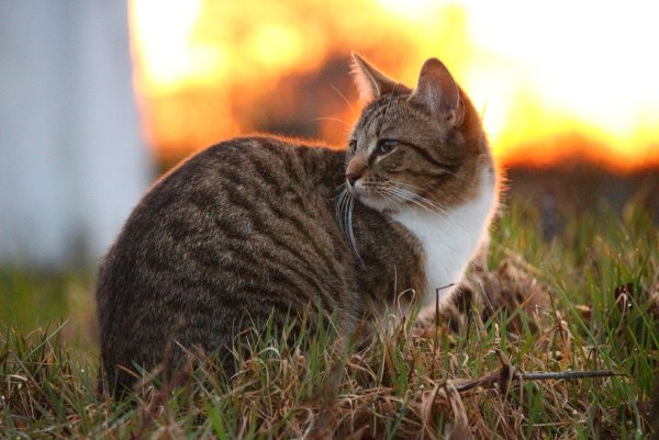 Кошка на природе