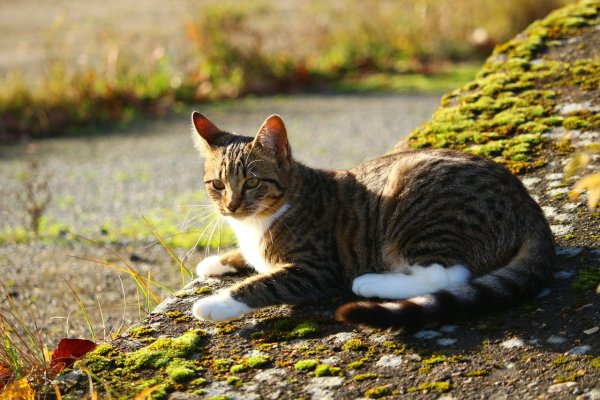 Кот в зелени