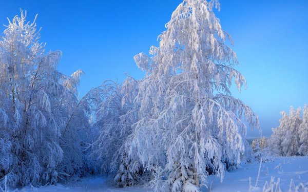 Природа зимой