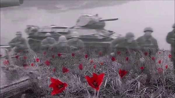 Цветы на поле боя