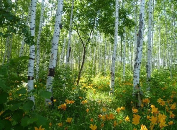 Плёс Березовая роща
