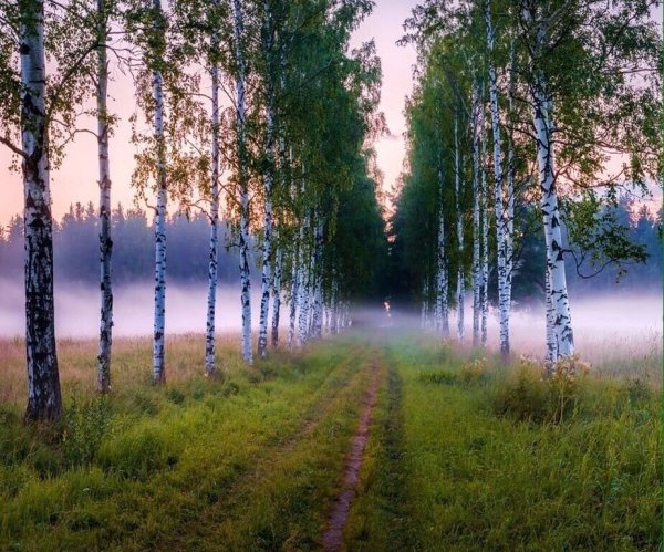 Красота русского леса