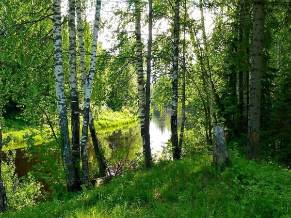 Русский лес Березовая роща