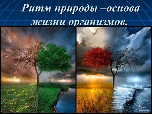 Ритмичность в природе