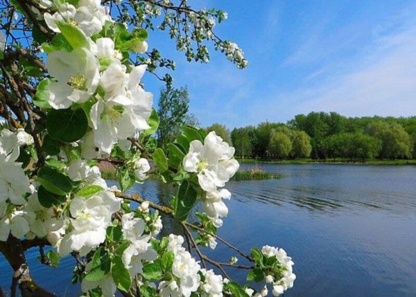 Яблоня Садовая цветение