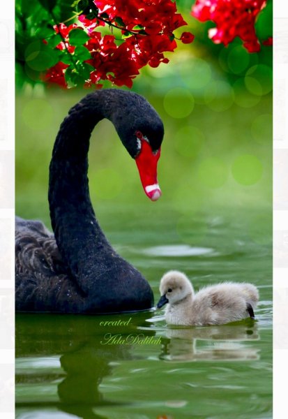 Природа птицы