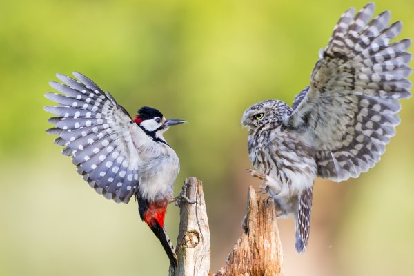 Самые красивые и нежные фотографии животных и птиц