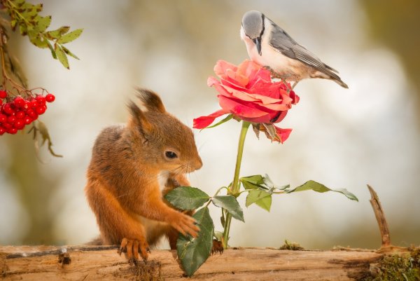 Фотообои экзотические птицы