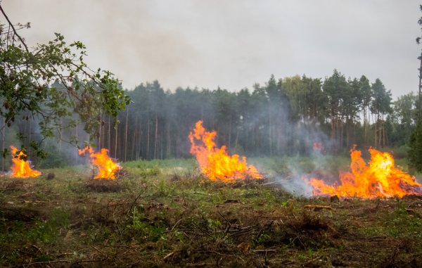 Пожар в лесу и звери