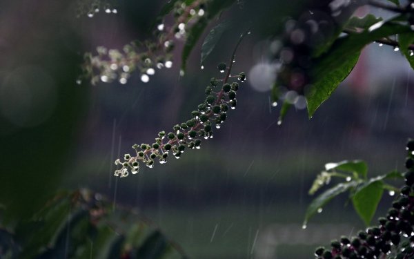 Природа дождь