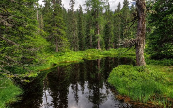 Речка в лесу