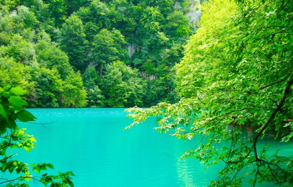 Природа лес вода