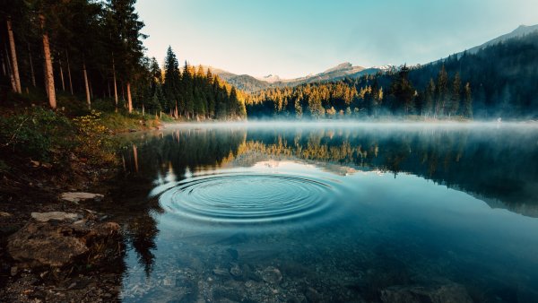 Лес горы Алтай