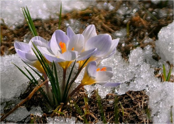 Ранняя Весна природа