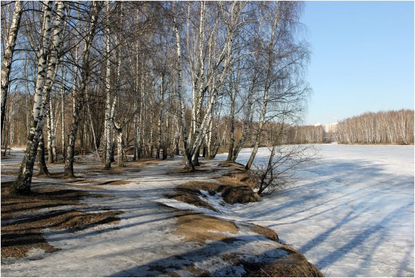Желтые первоцветы крокусы