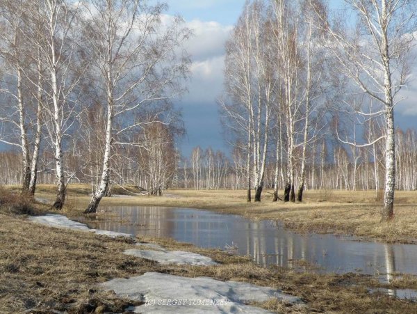 Лес пролески и подснежники