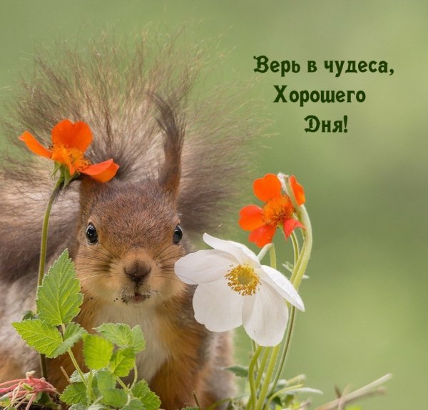 Забавные животные с цветком