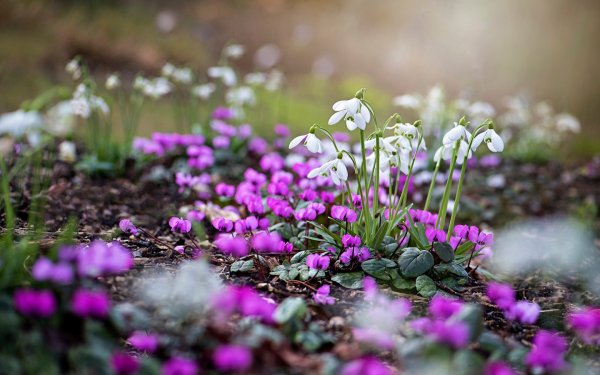 Первоцветы пролески