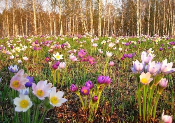 Первоцветы крокусы