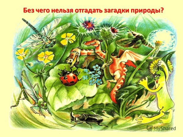 Картинка ключ к загадкам природы