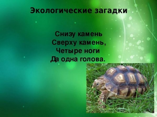 Экологические загадки для детей