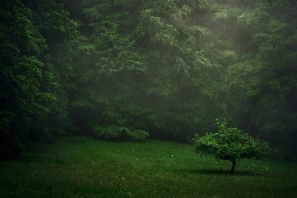 Дарк Форест густой лес