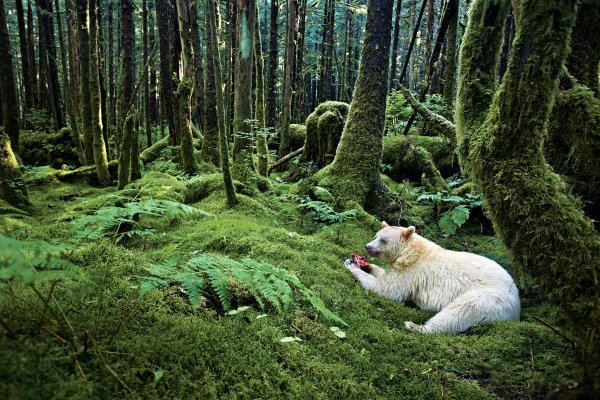 Great Bear Rainforest Канада