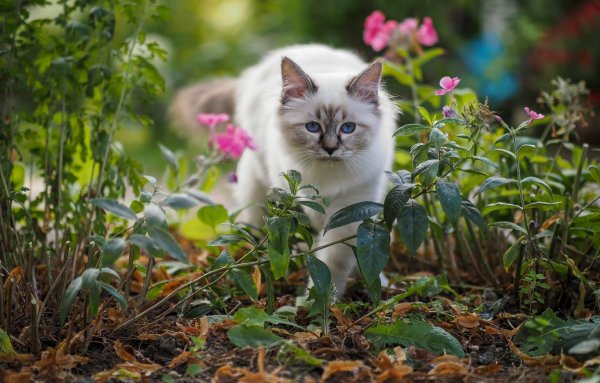 Котята на природе