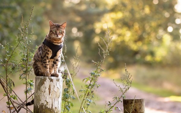 Весенний кот