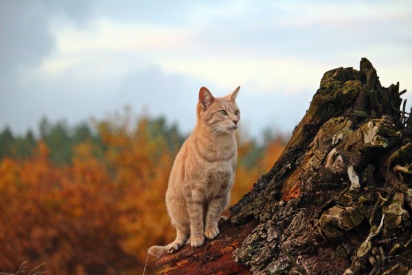 Котята на природе в горах