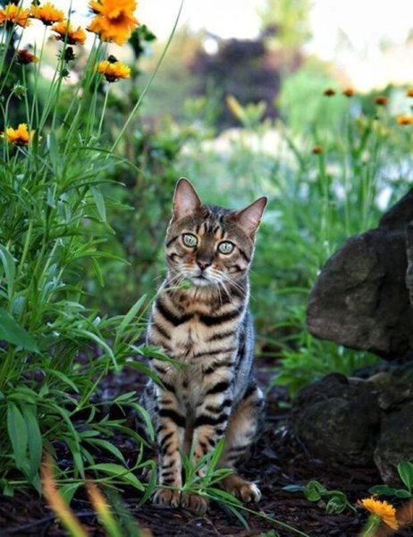 Красивая кошка на природе