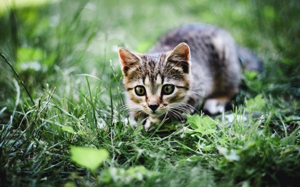 Котенок в траве