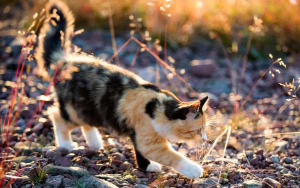 Котик в дикой природе