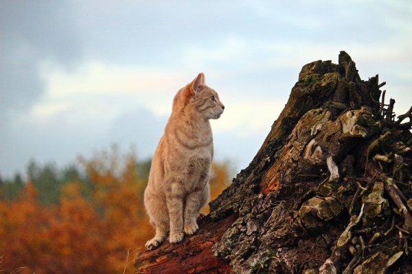 Кошка с зелеными глазами