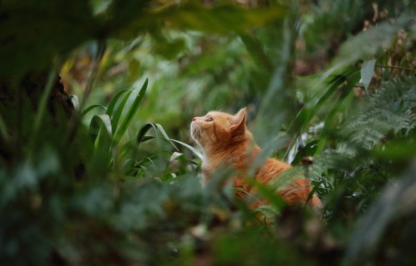 Кошка лето