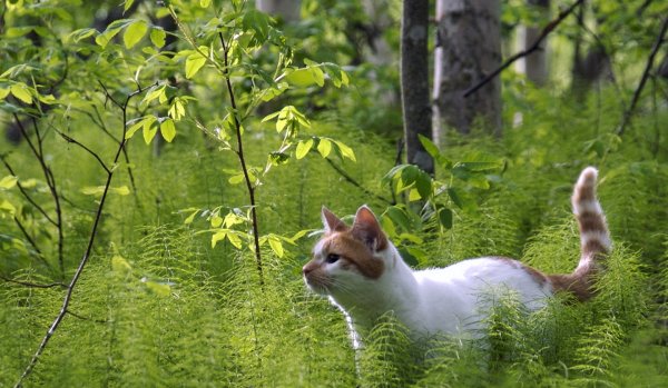 Рыжий кот осень