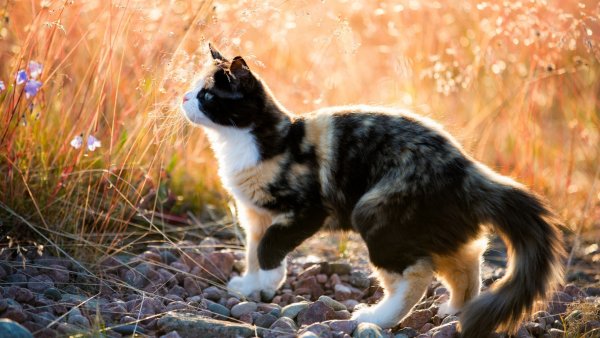 Трёхцветная кошка на природе