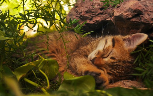 Кошка осень