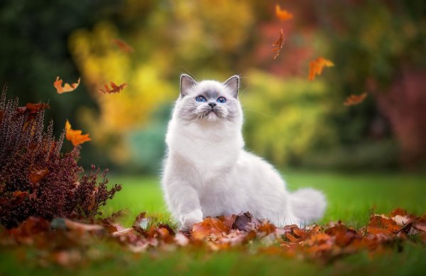 Кошка в лесу