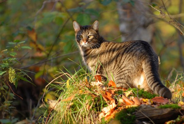 Коты в лесу