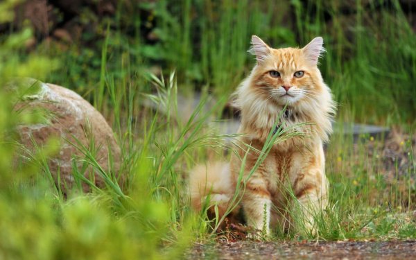 Котёнок с цветком