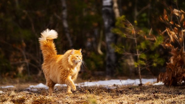Лесная Бенгальская кошка