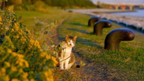 Весна природа животные