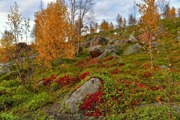 Сопки Мурманской области