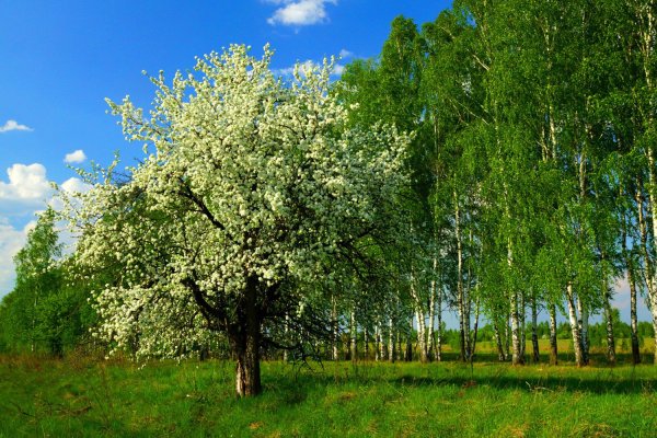 Яблоня Лесная цветение